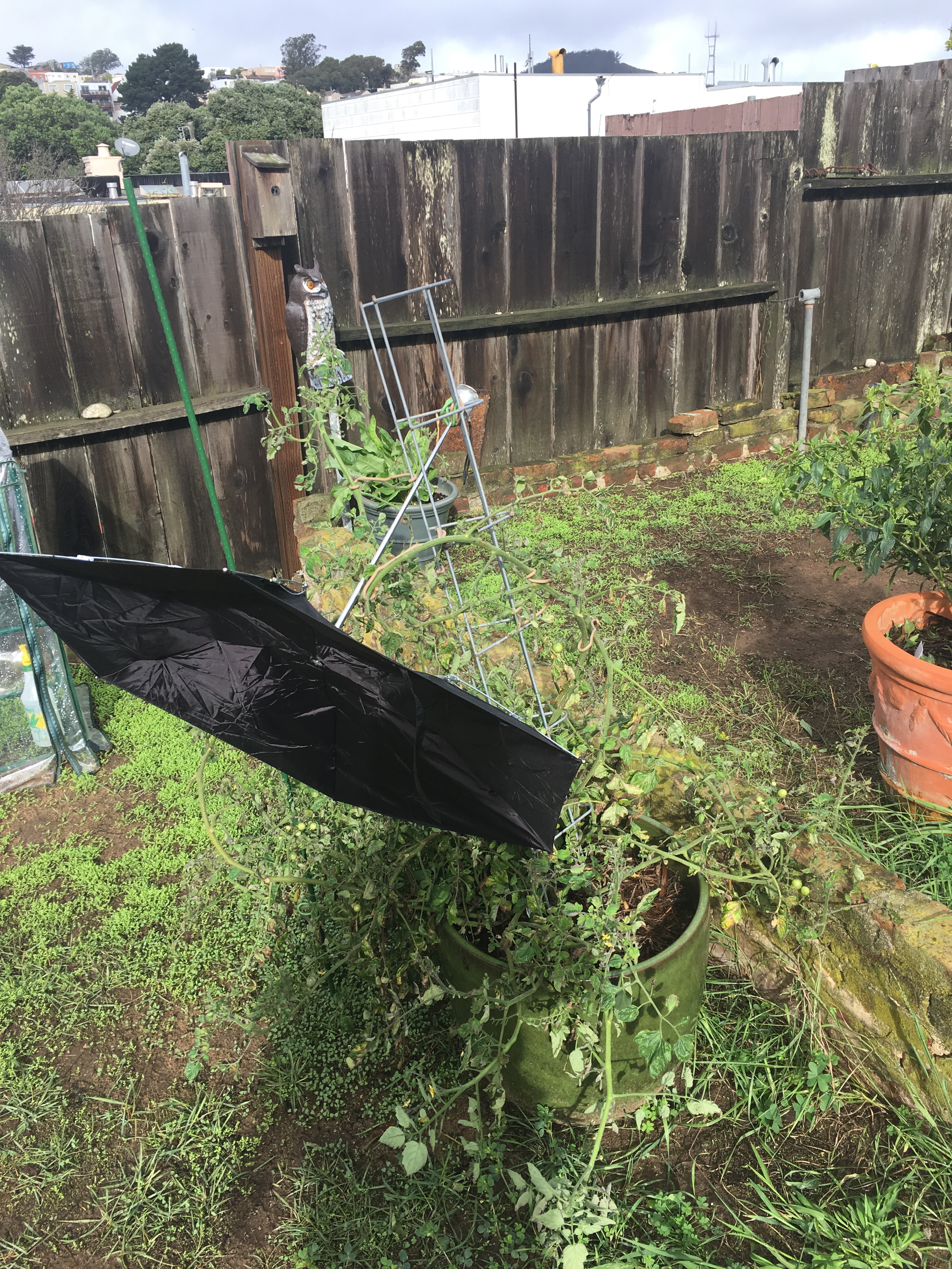 Umbrella Rip RIP umbrella – The Neanderthal Gardens