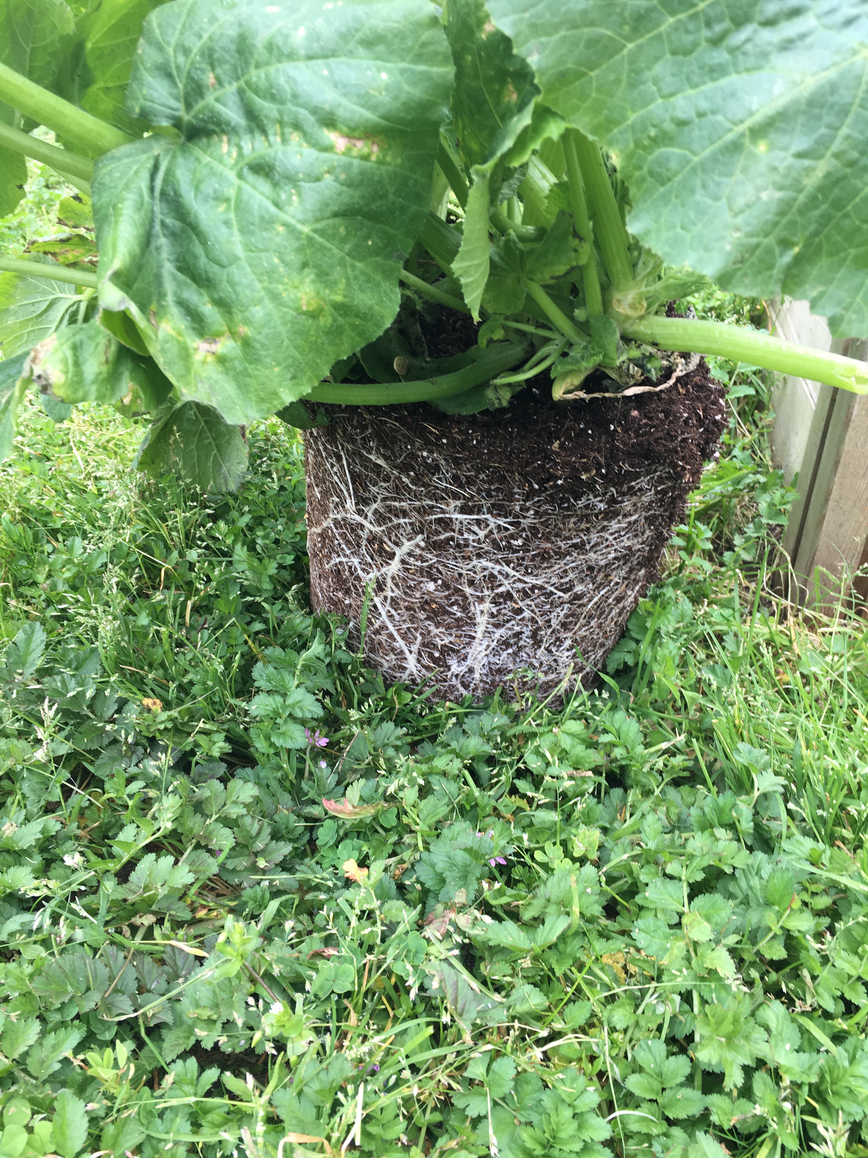 April planting part 2 – The Neanderthal Gardens