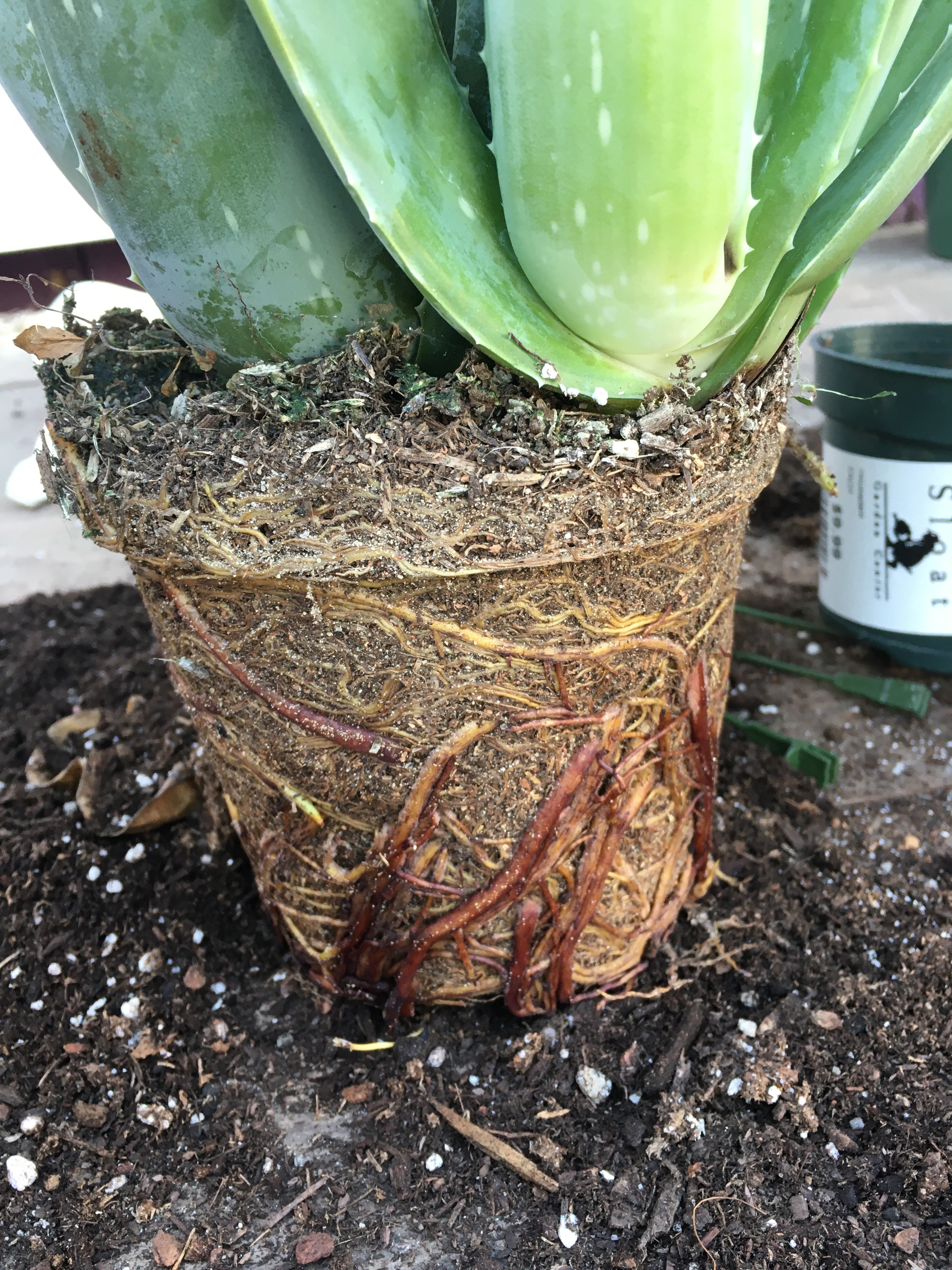 Buddy Aloe – The Neanderthal Gardens